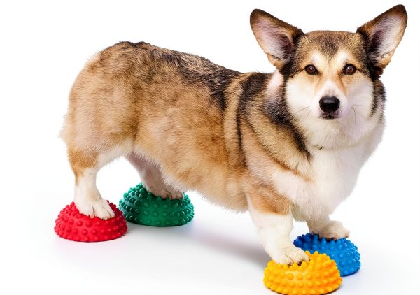 FITPAWS Dog Agility Equipment Balance Training Pods-0