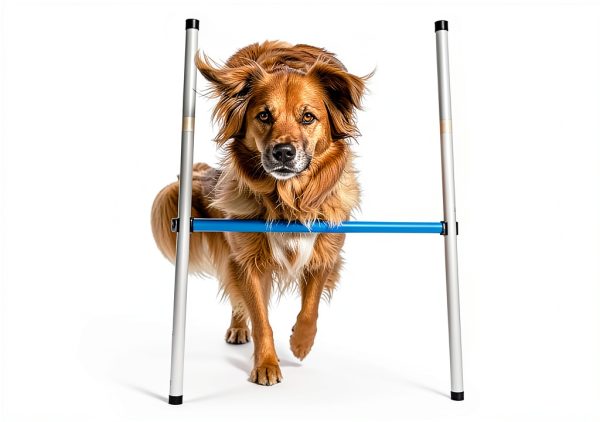 Hoffco Dog Agility Tunnel Adjustable Backyard Training-5