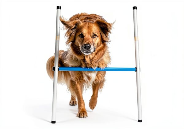 Hoffco Dog Agility Tunnel Backyard Training Equipment-6