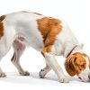 CHENGXINWENHUA Dog Scent Training Tins Aluminum Nosework-4